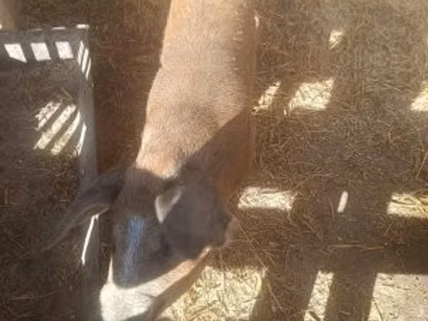 Säue, 