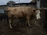 गाय, Latvian Blue cattle — फ़ोटो 3
