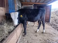 Bull, Cattle — photo 3