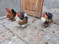 سيراما — الصورة 4