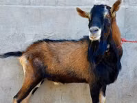 Ziege, Alpine goat — Foto 4