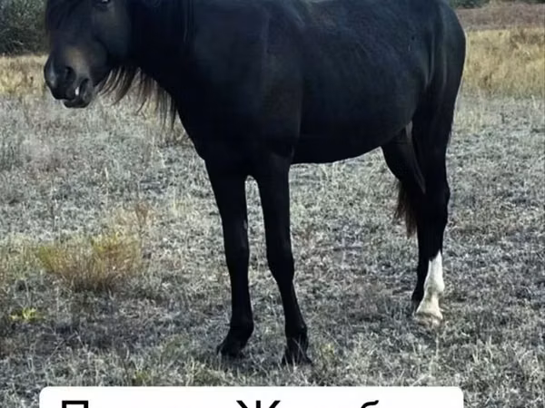 Hengst, Kazakh horse — Kasachstan