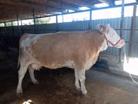 Kuh, Simmental cattle — Foto 4