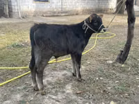 公牛, Swiss cattle — 照片 1