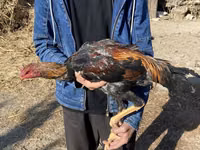 Chickens — 照片 3