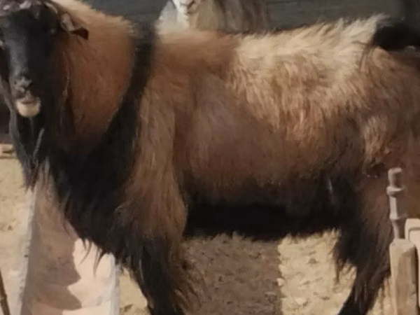 Widder, Edilbay sheep