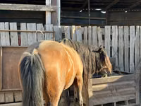 Hengst, Kazakh horse — Foto 2