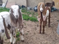 Ziegenbock, Nubian Goat — Foto 4