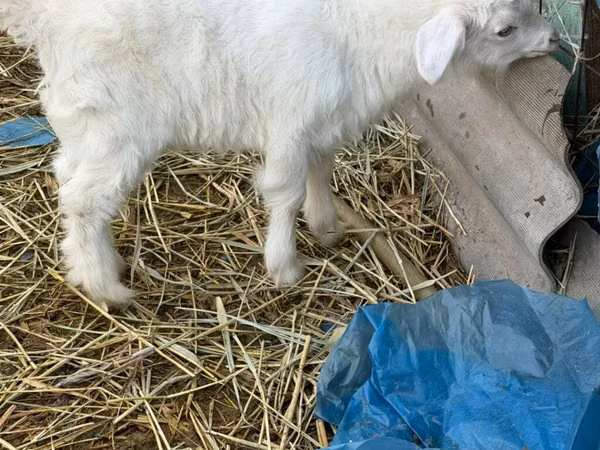 Теке, Saanen goat