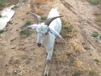 बकरा, बकरियाँ — फ़ोटो 1