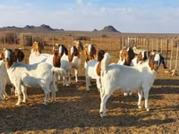 山羊（批次，未指定性别）, Boer goat — 照片 6