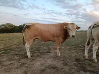 Bulle, Blonde d’Aquitane cattle — Foto 2
