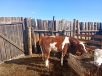 Bulle, Simmental cattle — Foto 1
