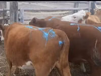 公牛, Latvian Blue cattle — 照片 3