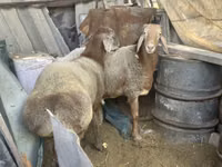 Carnero, Arashan sheep — foto 1