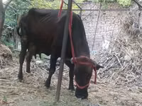 Vaca, Ganado vacuno — foto 3