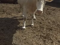 गाय, Swiss cattle — फ़ोटो 2