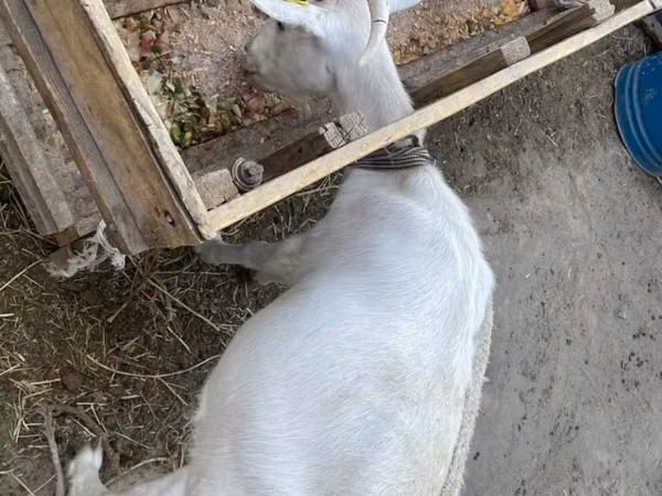 Ziege, Saanen goat — Kasachstan