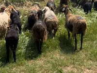 أغنام (دفعة، الجنس غير محدد), الأغنام — الصورة 4