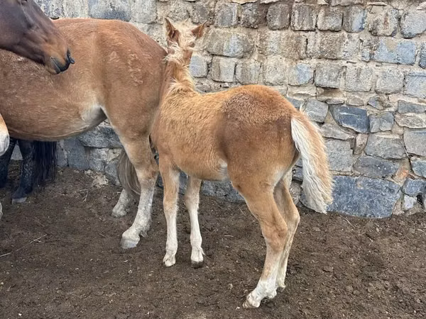 خيول (دفعة، الجنس غير محدد), Kazakh horse