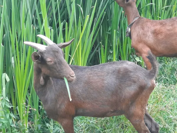 Ziege, Murcia-Granada goats