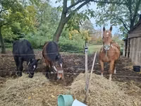 Mare, Horses — photo 5