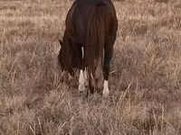 Hengst, Kazakh horse — Foto 3