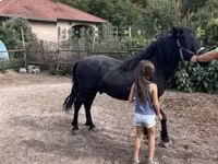 Hengst, Welsh Cob — Foto 2