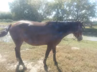 Toychoq, Horse breed — 1-rasm