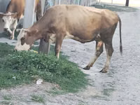 母牛, Alatau breed — 照片 1