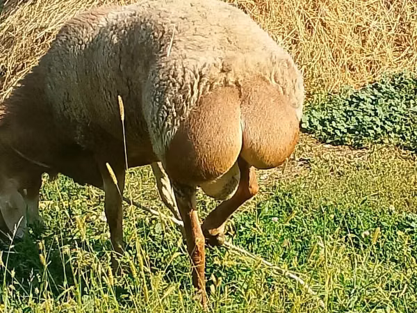 Qoʻchqor, Arashan sheep