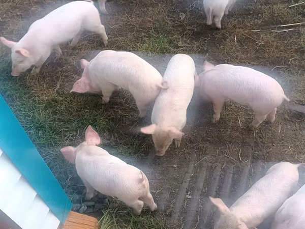 Eber, Schweine — Kasachstan