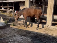 Caballo, Caballos — foto 6