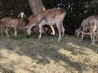 Ziege, Nubian Goat — Foto 5