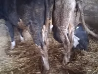 ثور, Russian Black pied cattle — الصورة 2