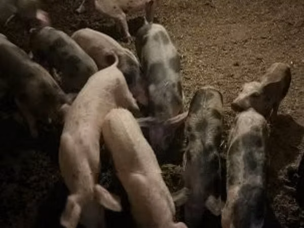Schweine (Partie, Geschlecht nicht angegeben), 