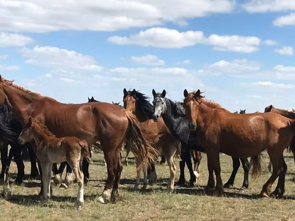 Stute, Horse breed — Kasachstan