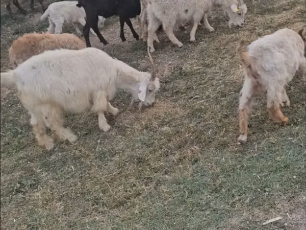 Ziege, Ziegen — Kasachstan