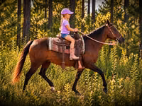 घोड़ी, Quarter Horse — फ़ोटो 4