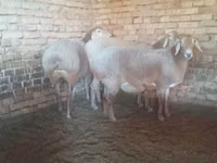 Schaf, Arashan sheep — Foto 1