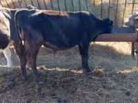 Bull, Russian Black pied cattle — photo 3