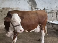 Bull, Simmental cattle — photo 4
