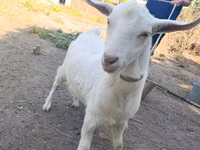 Ешкі, Saanen goat — 1-сурет