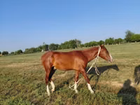 Hengst, Akhal-Teke — Foto 6