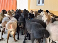 Rinder (Partie, Geschlecht nicht angegeben), Rinder — Foto 3