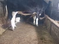 Kuh, Russian Black pied cattle — Foto 4