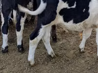 Vaca, Ganado vacuno — foto 8