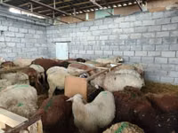 Sheep, Sheep — photo 1