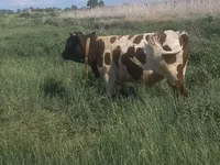 Toro, Simmental cattle — foto 1