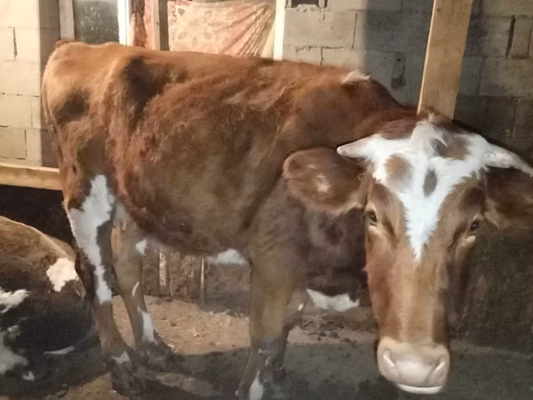 गाय, Latvian Blue cattle — कज़ाखस्तान